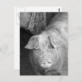 Schweinefleisch in Schwarz und Weiß Postkarte (Vorne/Hinten)