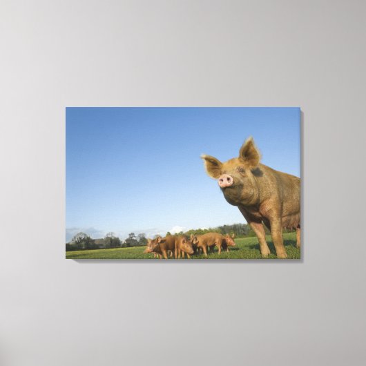 Schweinefleisch Leinwanddruck (Vorderseite)