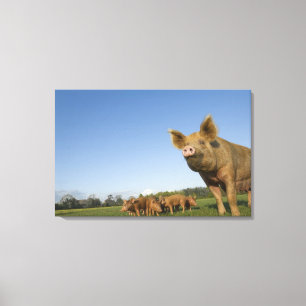 Schweinefleisch Leinwanddruck