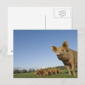 Schweinefleisch Postkarte (Vorne/Hinten)
