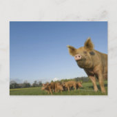 Schweinefleisch Postkarte (Vorderseite)