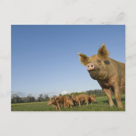 Schweinefleisch Postkarte (Vorderseite)