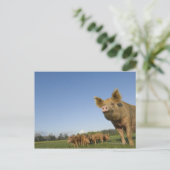 Schweinefleisch Postkarte (Stehend Vorderseite)
