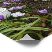 "Schweinekanne" Der Osterpig! Poster (Ecke)