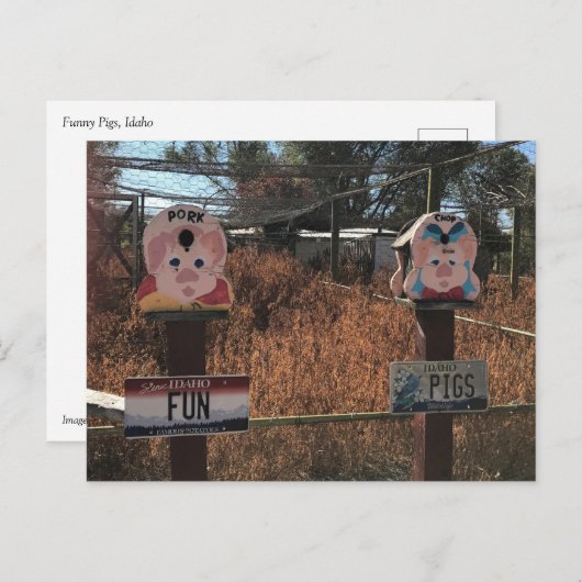 Schweinekanne, Schweine, Idaho Gewitzte Zeichen Postkarte (Vorne/Hinten)