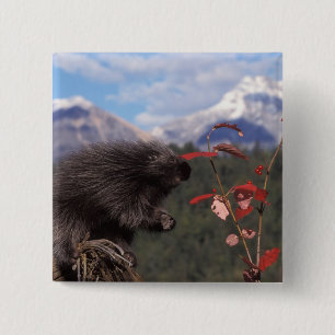 Schweinekuppine, fütternd auf Stachelbeere Button