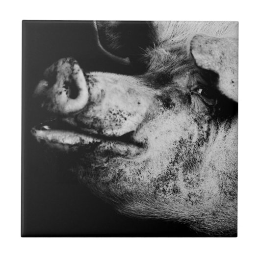 Schweineporträt Fliese (Vorderseite)