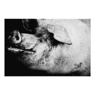 Schweineporträt Fotodruck