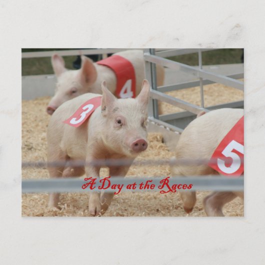 Schweinerennen, Schweinegennen-Foto, rosa Schwein Postkarte (Vorderseite)