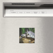 Schweineschälke Magnet (In Situ (Geschirrspüler))