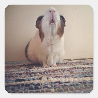 Schweineschleber aus dunkler Guinea Quadratischer Aufkleber