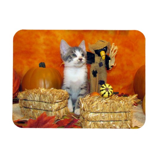 Schweineschuppe Adorable Fall / Herbstkatze / Kätz Magnet (Horizontal)
