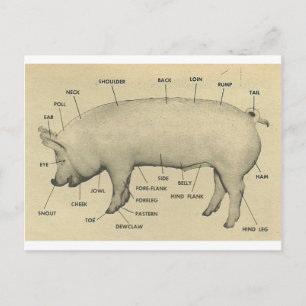 Schweineteile Postkarte