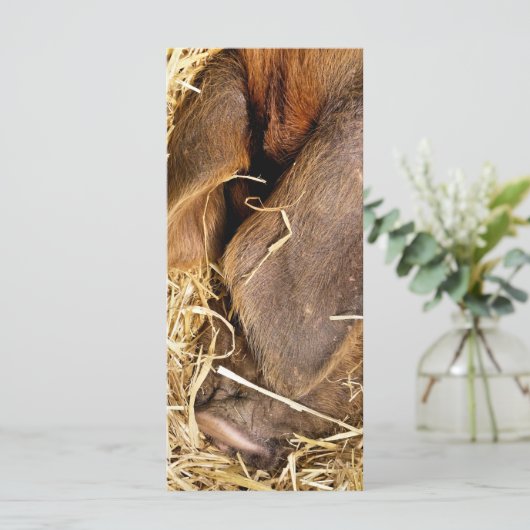 SCHWEINKARTE (Stehend Vorderseite)