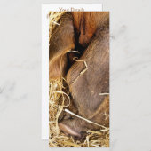 SCHWEINKARTE (Vorne/Hinten)