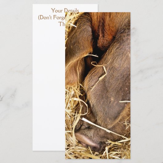 SCHWEINKARTE (Vorne/Hinten)