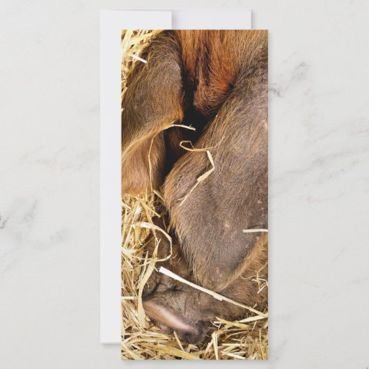 SCHWEINKARTE (Vorderseite)