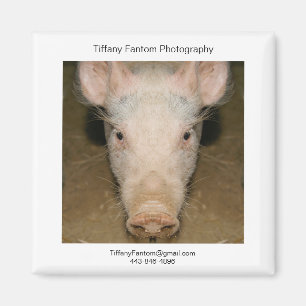 Schweinpromo-Stück Magnet