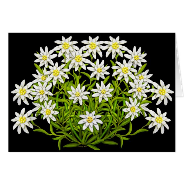 Schweizer Edelweiss-Blume (Vorderseite (Horizontal))