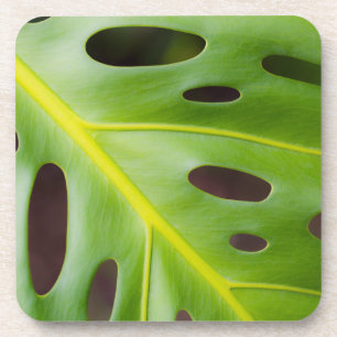 Schweizer Käse-Pflanzen-PlastikUntersetzer (Set Getränkeuntersetzer
