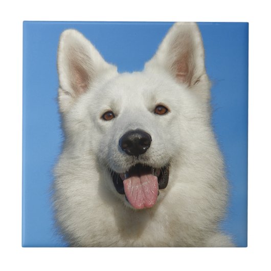Schweizer Schäferhund Fliese (Vorderseite)