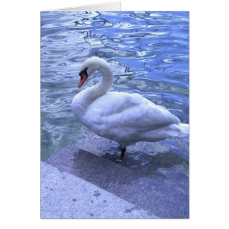 Schweizer Swan