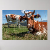 Schweizerische Kühe Poster (Vorne)