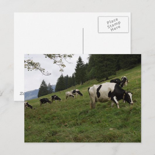 Schweizerische Kühe Postkarte (Vorne/Hinten)