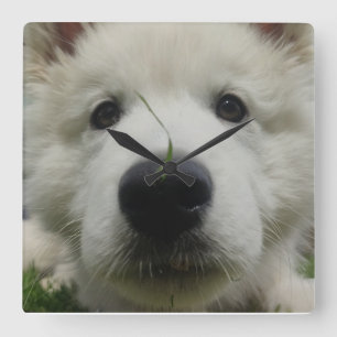 Schweizerischer Schäferhundehengstall - Hund mit v Quadratische Wanduhr