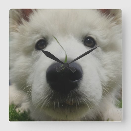 Schweizerischer Schäferhundehengstall - Hund mit v Quadratische Wanduhr (Vorderseite)