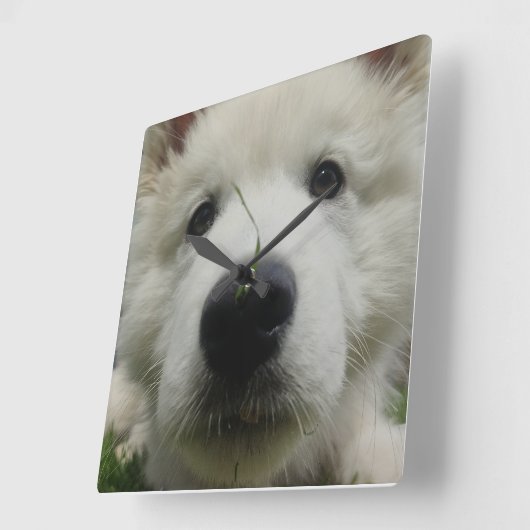 Schweizerischer Schäferhundehengstall - Hund mit v Quadratische Wanduhr (Winkel)