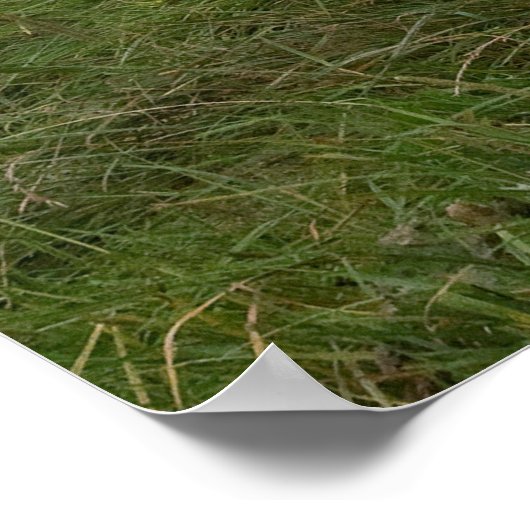 Schweizerisches Kuhposter Poster (Ecke)