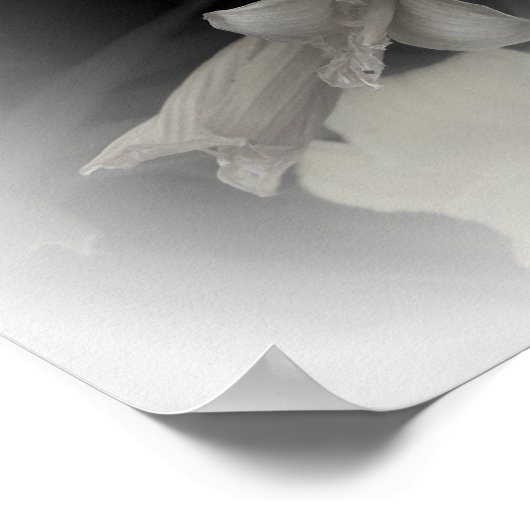 SCHWELLENDAFFODILS POSTER (Ecke)