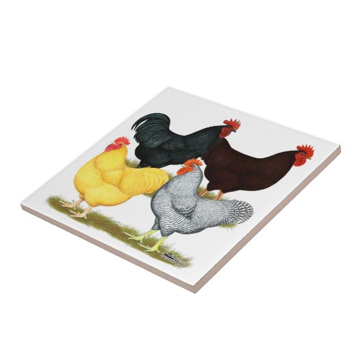 Schweres Hahn-Huhn-Quartett Fliese (Seite)
