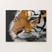 Schweres Tigergesicht