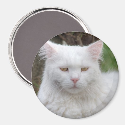 Schweres Weiße Katze Magnet (Vorderseite/Rückseite)