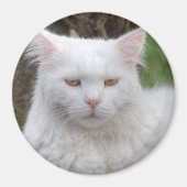 Schweres Weiße Katze Magnet (Vorne)