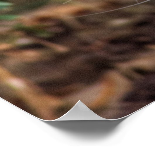 Schweres Weiße Katze Poster (Ecke)