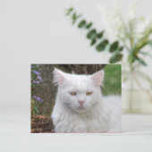 Schweres Weiße Katze Postkarte (Stehend Vorderseite)