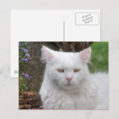 Schweres Weiße Katze Postkarte (Vorne/Hinten)