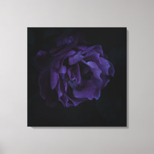 Schwermütige lila Rose Leinwanddruck