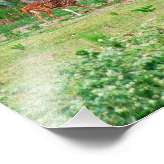 Schwerpunkt Hirsch Foto (Ecke)