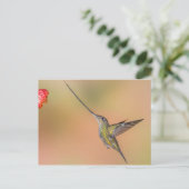 Schwertbilliger Hummingvogel im Flug Postkarte (Stehend Vorderseite)