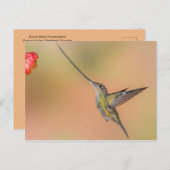 Schwertbilliger Hummingvogel im Flug Postkarte (Vorne/Hinten)