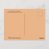 Schwertbilliger Hummingvogel im Flug Postkarte (Rückseite)