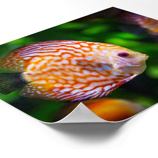 Schwertfisch Poster (Ecke)