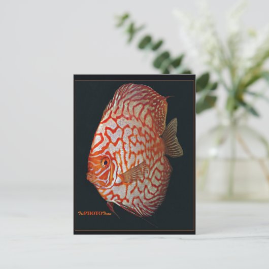 Schwertfisch Postkarte (Stehend Vorderseite)