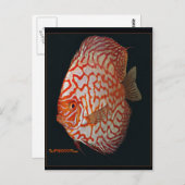 Schwertfisch Postkarte (Vorne/Hinten)