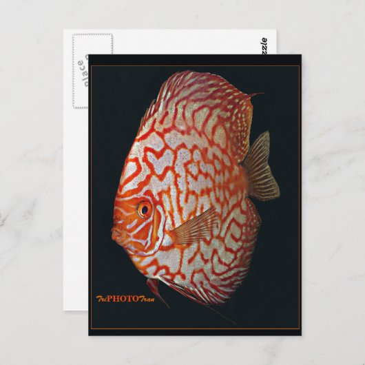 Schwertfisch Postkarte (Vorne/Hinten)