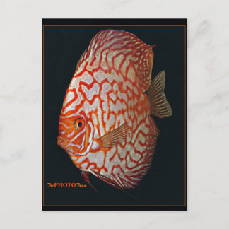 Schwertfisch Postkarte